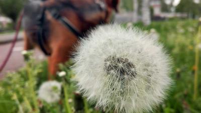 paardenbloem-pollen-hond