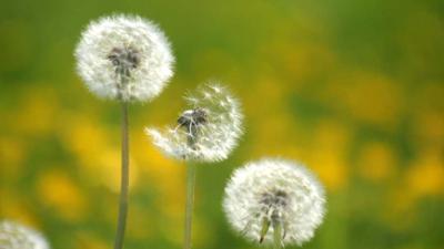 Moleculair ‘samoeraizwaard’ controleert plantengroei