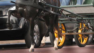Paarden slaan op hol door inhalende vrachtwagen, vrouwen gewond
