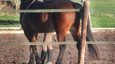 Paard in Drentse Eext mishandeld met scherp voorwerp