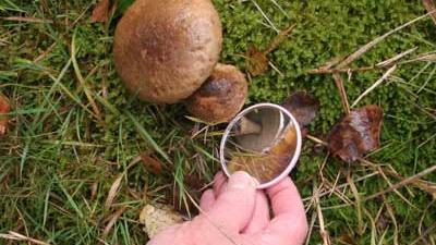 Foto van paddenstoel spiegel natuur milieu | Archief EHF