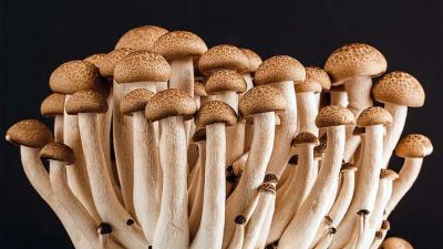 paddo-mushroom
