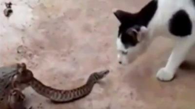 Dikke vette pad eet slang en kat kijkt verbaasd toe