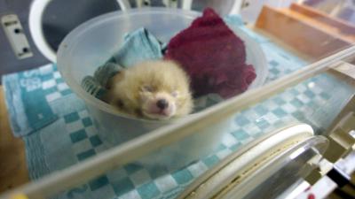 Panda geboren in Belgisch dierenpark Pairi Daiza