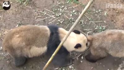 Parende reuzenpanda's door honderduizenden live bekeken