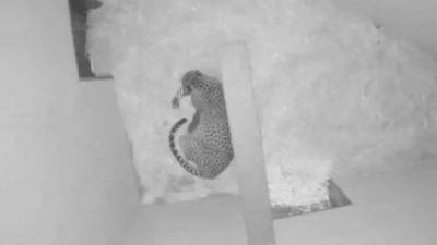 Pasgeboren pantertje Burgers' Zoo overleden