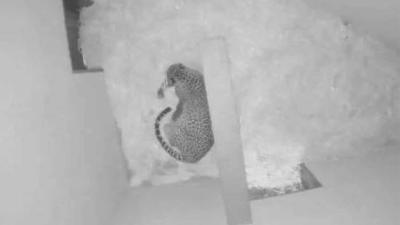 Tweede pasgeboren panterjong na 10 dagen opgegeten door moeder