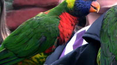 Baasje dankt leven aan dood van zijn papegaai
