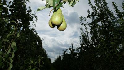 Inspectie start controles op bacterievuur