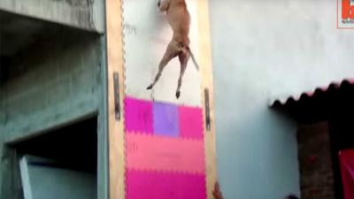 Pittige pitbull springt 4 meter hoog