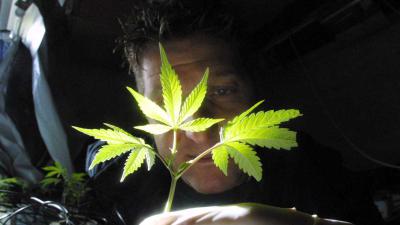 hennepteam, ontruimen, kwekerijen 