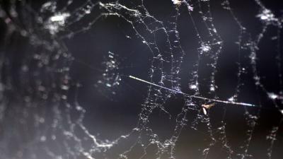 Hooikoortsweer is ook balen voor spinnen