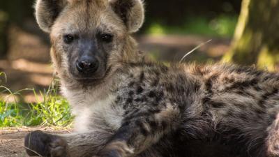 foto van Hyena overleden | DierenPark Amersfoort