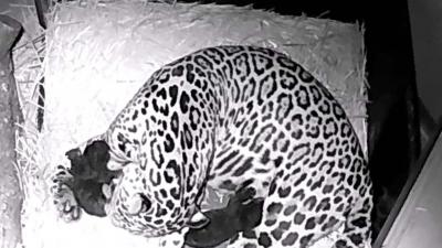 Gevlekte jaguar werpt twee zwarte welpen in ARTIS