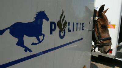 Aanhoudingen in onderzoek naar paardenmishandelingen
