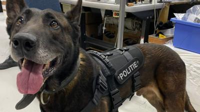 Politiehond bijt verdachte autodief