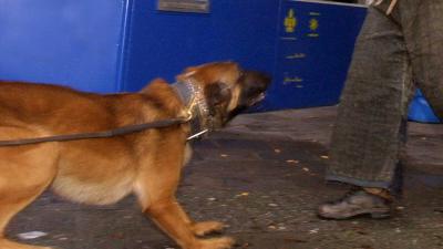 politiehond-trainer-bijten