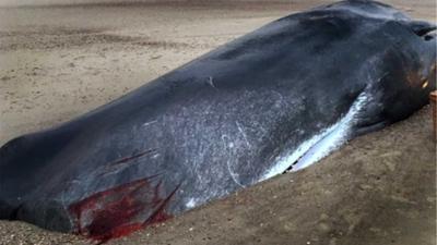 Dode walvis van 13,5 meter aangespoeld op strand Domburg
