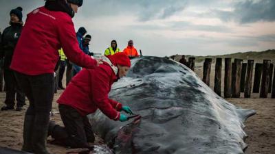 Aangespoelde potvis mogelijk overleden aan darminfectie