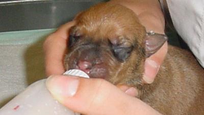 Hondenbescherming lanceert een bewustwordingscampagne 