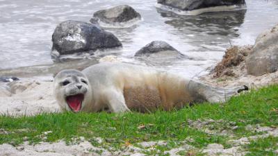 Zeehondenpups communiceren als mensen
