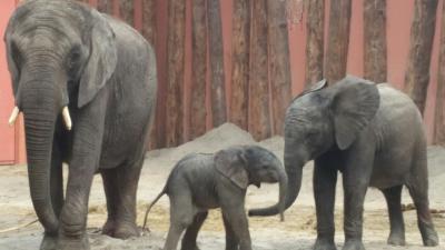 Pasgeboren olifantje Madiba zorgt voor topdrukte in Safaripark Beekse Bergen