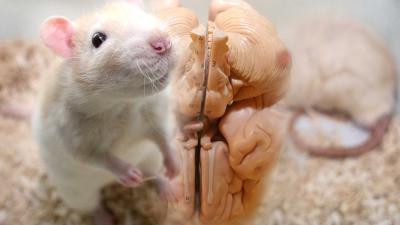 rat-muis-hersenen-alzheimer-medicijjn