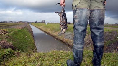 Zachte winters zorgen voor toename beverratten