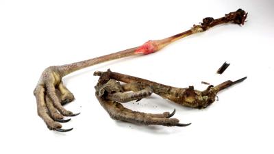 Resterende poten geroosterde Haagse reiger naar museum