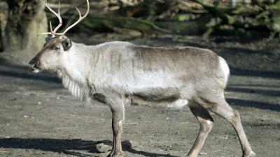 foto van rendier | Ouwehands Dierenpark