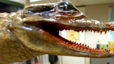 Doden, veel wateroverlast en alligators in de straat na orkaan Harvey