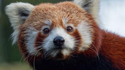 Rode panda’s Ying en Yena maken kennis in DierenPark Amersfoort 