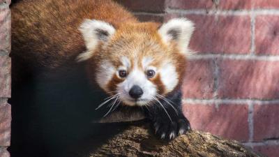 DierenPark Amersfoort verwelkomt panda’s