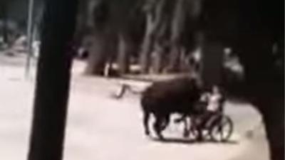 Dolle stier neemt kind in rolstoel op de hoorns