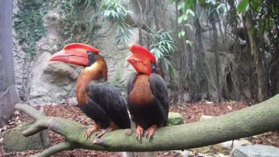 Nog 14 gestolen vogels Avifauna teruggevonden