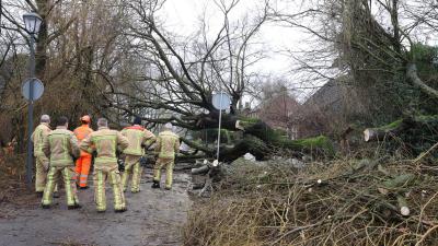 Brandweer verwijderd omgevallen boom