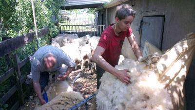 Minder schapen op de boerderij