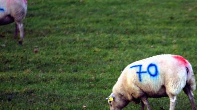 schaap-slacht-offerfeest