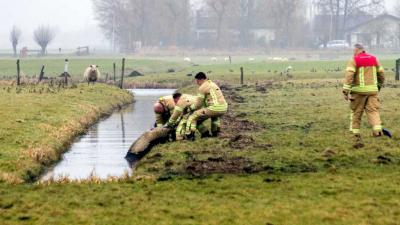 Schaap op het droge gezet