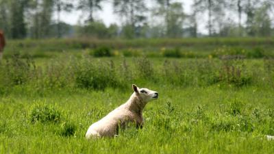foto van schapen | fbf