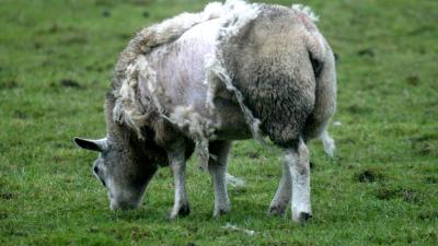 Inspecteurs treffen 100 dode schapen en lammeren aan bij veehouder in Friesland