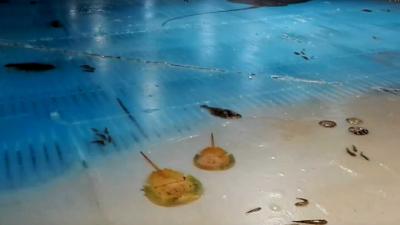 Japanners vriezen 5.000 vissen in op schaatsbaan