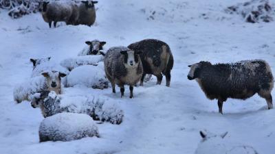 schapen-sneeuw-schemer-weiland