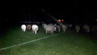 Grote kudde schapen 's nachts aangetroffen op voetbalveld Kraggenburg