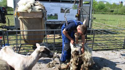 Foto van scheren schaap