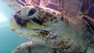 Schildpad blijkt zwemmende 'spaarpot' te zijn