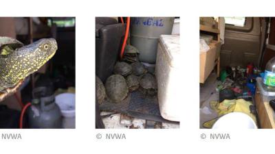 NVWA en politie nemen 136 verwaarloosde schildpadden in beslag