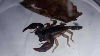 &#039;Rivierkreeft&#039; in toiletpot blijkt giftige schorpioen 