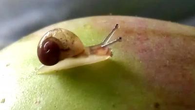 Foto van slakje op appel | Archief EHF