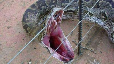Python bijt van zich af na felroze verschijning 